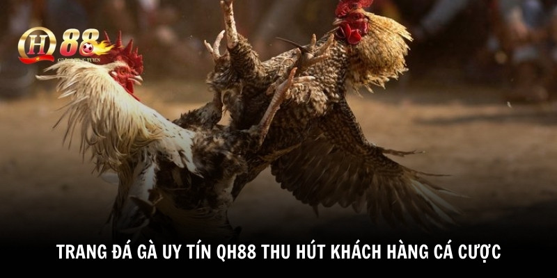 Trang đá gà uy tín QH88 thu hút khách hàng cá cược 
