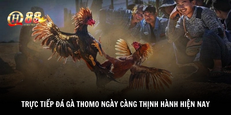 Trực tiếp đá gà Thomo ngày càng thịnh hành hiện nay 